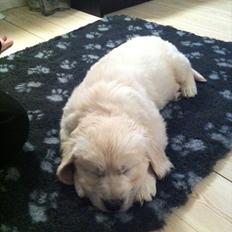 Golden retriever Oskar