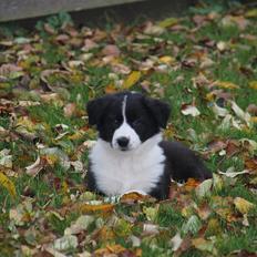 Border collie Mille