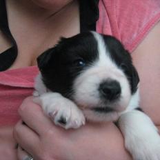 Border collie Mille