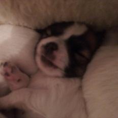 Chihuahua Ludvig