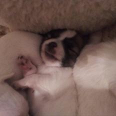 Chihuahua Ludvig