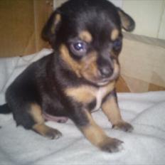 Blanding af racer Louie