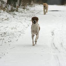 Dansk svensk gaardhund Felix