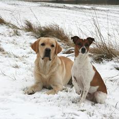 Dansk svensk gaardhund Felix
