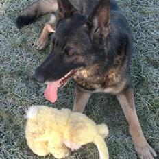 Schæferhund Dristig