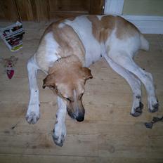 Mastin español Rocio