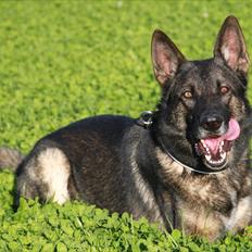 Schæferhund Dristig