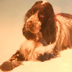 Cocker spaniel Tape