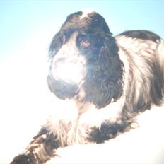 Cocker spaniel Tape