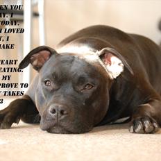 Amerikansk staffordshire terrier Tøsen Prinsesse( R.I.P )