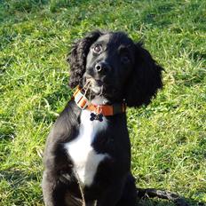 Blanding af racer Springer og Cocker spaniel Charlie