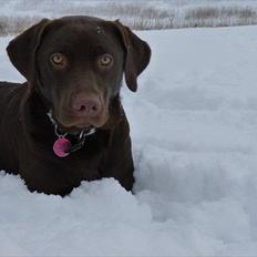Labrador retriever KASJA * Solgt d.19 - 02 - 2012*