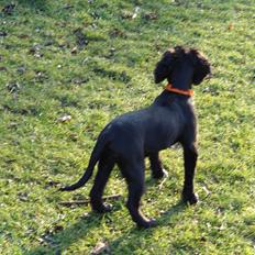 Blanding af racer Springer og Cocker spaniel Charlie