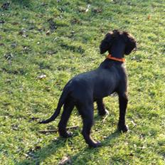 Blanding af racer  Springer og Cocker spaniel Charlie