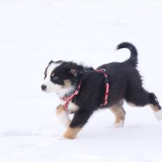 Australian shepherd Mille