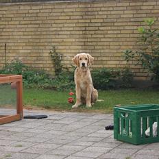 Golden retriever Force of Nature aka. Figo |mit liv|<3
