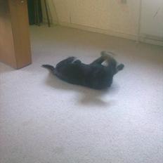 Labrador retriever kikki