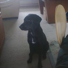 Labrador retriever kikki