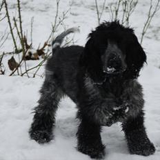 Cocker spaniel Silke