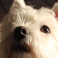 West highland white terrier Sussi