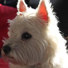 West highland white terrier Sussi