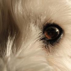 West highland white terrier Sussi