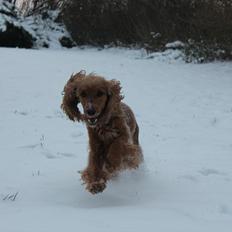 Cocker spaniel <3 Kit <3