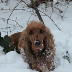 Cocker spaniel <3 Kit <3