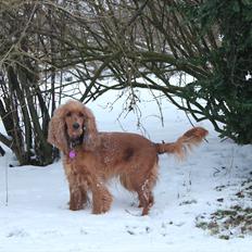 Cocker spaniel <3 Kit <3