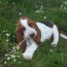 Basset hound <3 Maddy <3 [8/04/12 rejst til Nangijala]