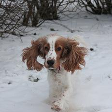 Cocker spaniel <3 Molly <3