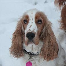 Cocker spaniel <3 Molly <3