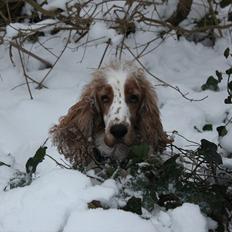 Cocker spaniel <3 Molly <3