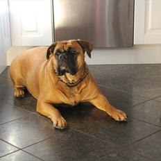 Olde english bulldogge Raffe
