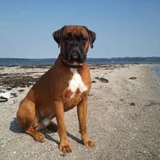 Boxer Lucca