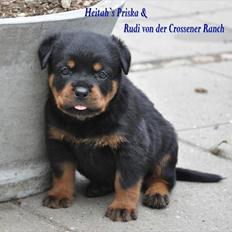Rottweiler Heitah's Zohan (Coco)