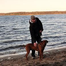 Rhodesian ridgeback Zikomo