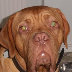 Dogue de bordeaux Kanto