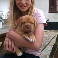 Dogue de bordeaux Kanto
