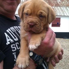 Dogue de bordeaux Kanto