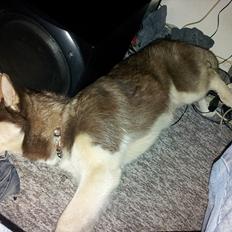 Siberian husky  showhusky zemabor Bosko