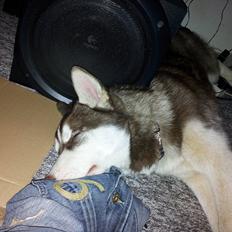 Siberian husky  showhusky zemabor Bosko