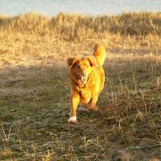 Nova scotia duck tolling retriever Bella