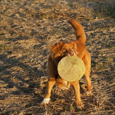 Nova scotia duck tolling retriever Bella