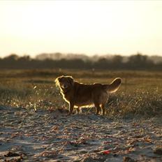 Nova scotia duck tolling retriever Bella