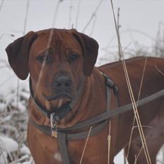 Rhodesian ridgeback Zikomo