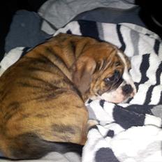 Olde english bulldogge Maximus