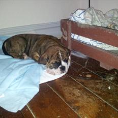 Olde english bulldogge Maximus