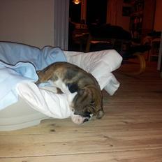 Olde english bulldogge Maximus