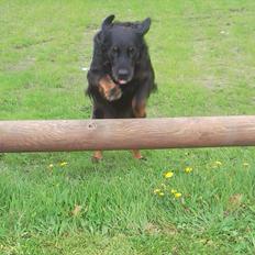 Blanding af racer Molly